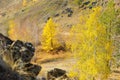 Single golden larch in intermountain hollow Royalty Free Stock Photo