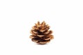 Single golden pine cone isolated