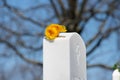 Single golden rose on a grave in the blue sky background