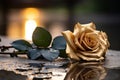 a single golden rose laying on a wet surface