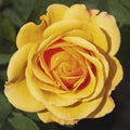 Single Golden Yellow Miniature Rose Blossom Royalty Free Stock Photo