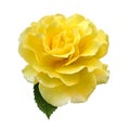 A single golden yellow rose with green Rose leaf Isolated on white background with clipping path Royalty Free Stock Photo