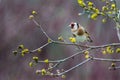 Goldfinch yellow flowers Royalty Free Stock Photo