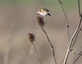 A single Goldfinch feeding on teasel, with a blurred background