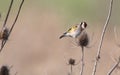 A single Goldfinch perched on teasel