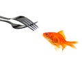 Single goldfish facing forks