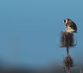 A Single Goldifnch perched on teasel