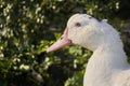 A single goose head close-up on a background of green leaves, a portrait of a white bird with a long neck Royalty Free Stock Photo