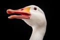 single goose with neck stretched mid-honk