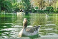 Single goose swimming in pond in Ciutadella Park, Barcelona, Spain Royalty Free Stock Photo