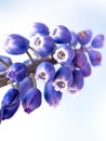 Single Grape Hyacinth against cloudy sky. Single strand of purple flower Royalty Free Stock Photo