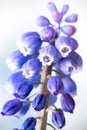 Single Grape Hyacinth against cloudy sky. Single strand of purple flower Royalty Free Stock Photo