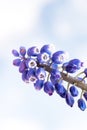 Single Grape Hyacinth against cloudy sky. Single strand of purple flower Royalty Free Stock Photo