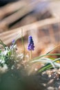 Single Grape Hyacinth Bloom Royalty Free Stock Photo