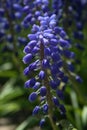 Single Grape Hyacinth in the garden