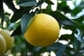 Single grapefruit in abandoned Greek garden Royalty Free Stock Photo