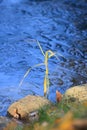 Single grass on frozen river