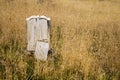 Single Gravestone Alone in the Weeds in an Old Cemetery Royalty Free Stock Photo