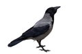 Single gray crow , isolated on a white background Royalty Free Stock Photo