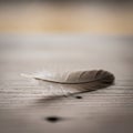 A single gray feather rests gently on a wooden surface. The feather exhibits a delicate Royalty Free Stock Photo