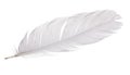 Single gray goose quill on white Royalty Free Stock Photo