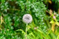 Single great globe thistle against a defocussed background