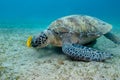 Single great sea turtle in tropical sea - underwater Royalty Free Stock Photo