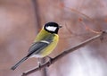 Single Great tit bird on a tree branch during a spring nesting period Royalty Free Stock Photo