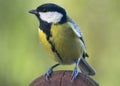 Single Great tit bird Royalty Free Stock Photo