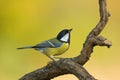 Single great tit sitting on tree branch Royalty Free Stock Photo