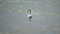 A single greater Flamingo in shallow water