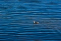 A single grebe swims in the lake with a light wave and looks towards the camera in bright sunshine Royalty Free Stock Photo
