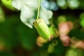 Single green acorn on growth on an oak tree branch Royalty Free Stock Photo