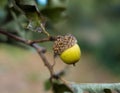 Single Green Acorn Hanging on a Small Branch of an Oak Tree Royalty Free Stock Photo