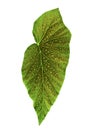 Single green angel begonia leaf