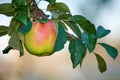 A single green apple growing and hanging on a tree branch in a sustainable farm outdoors with copy space. Ripe and juicy Royalty Free Stock Photo