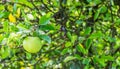 Single green apple hanging on a branch in a apples tree Royalty Free Stock Photo