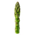 Asparagus officinalis green stalk on transparent background AI Generated Royalty Free Stock Photo