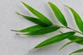 Single Green Bamboo Leaf on White Background Royalty Free Stock Photo
