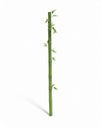 Single Green Bamboo Stem with Emerging Leaves on White Background Royalty Free Stock Photo