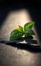 Single Green Basil Leaf on Slate Royalty Free Stock Photo