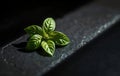 Single Green Basil Leaf on Slate Royalty Free Stock Photo
