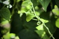 White Green Bean Blossom (Phaseolus vulgaris) on Long Twisting Vine Peeking Out From Green Leaves Royalty Free Stock Photo