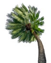 Single Green beautiful palm tree isolated on white background Royalty Free Stock Photo