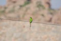 Single green bird on a wire Royalty Free Stock Photo