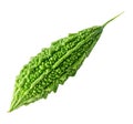 Single green bitter gourd or bitter melon isolated on white background with clipping path Royalty Free Stock Photo