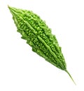 Single green bitter gourd or bitter melon isolated on white background with clipping path Royalty Free Stock Photo
