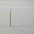 Grain, suggesting a focus on the contrast between the natural green Royalty Free Stock Photo