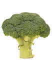 Single green broccoli branch