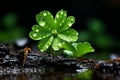 a single green clover with water droplets on it Royalty Free Stock Photo